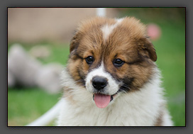 Zu unserer Wurfplanung